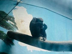 -石家庄市动物园