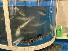 -天正河鲀·河豚亭(大连店)