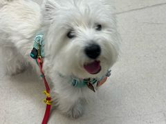 -爱妮康宠物医院·干细胞免疫细胞·肿瘤·心脏(张江店)