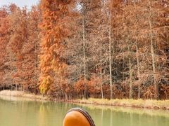 -上海海湾国家森林公园