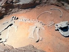 -浙江自然博物院(杭州馆)