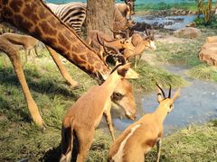 -国家自然博物馆