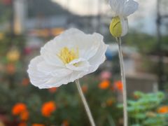 -京北渔家傲