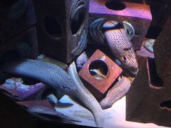 -迪拜水族馆及水下动物园