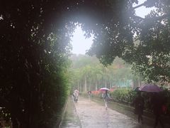 -西双版纳原始森林公园