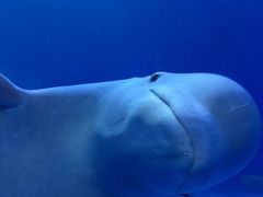 -多彩贵州城极地海洋世界