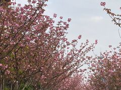 -高东镇樱花园