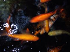 花水湾迎宾饭店-迎宾饭店