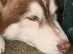 -TrueLove @ Neverland (Husky Cafe)