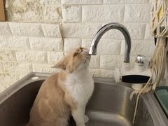 -平行世界·猫咖(首经贸店)