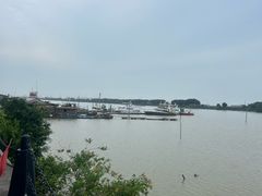 -大湾区中央湿地公园-十九涌