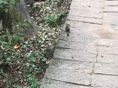 -五女峰国家森林公园