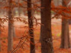 -黄海国家森林公园