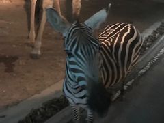 -清迈夜间动物园