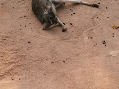 -深圳野生动物园