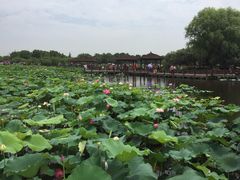 -荷塘月色湿地公园·向阳花洲