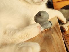 -猫的茶·猫咖