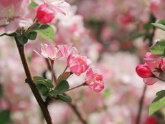 -海棠花溪(元大都城垣遗址公园)