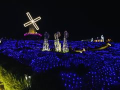 -大塘金香草谷