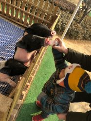 -萌宠亲子动物乐园(槐房万达店)