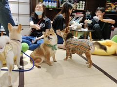 -逗柴咖啡屋·狗咖猫咖宠物桌游