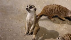 -未来动物城动物主题公园(大悦城店)