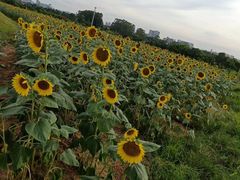 -光明小镇欢乐田园
