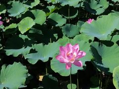 -莲花池公园