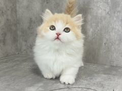 -小猫来了·猫舍(红山六九七九店)