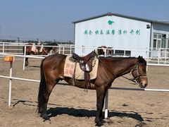 -沈阳静安马场