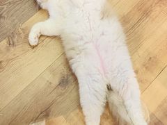 -袖虎·猫馆(体育西路店)