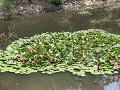 -金龙寺国家森林公园