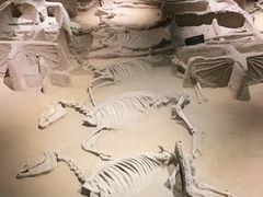 -洛阳周王城天子驾六博物馆