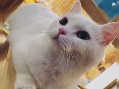 -猫色咖啡·猫咖