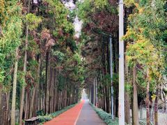 -上海长兴岛郊野公园