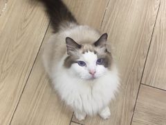 -安格丽娜·狗咖·猫咖羊驼咖(春熙路百盛商场店)