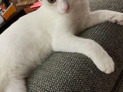 -爱侣·安琦尔宠物医院·中兽医针灸·心内科·狂犬免疫点(宝山区院)