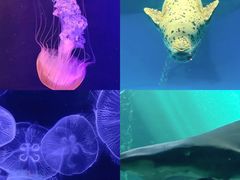 -香港海洋公园