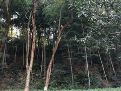 -杭州半山国家森林公园