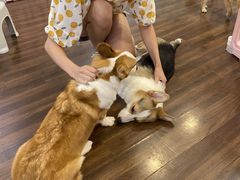 -柯斗斗主题餐厅·狗咖·围炉煮茶·茶饮(国瑞升平里店)