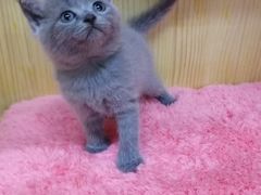 -猫宠乐园·专业洗护