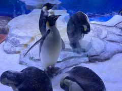 -上海海昌海洋公园