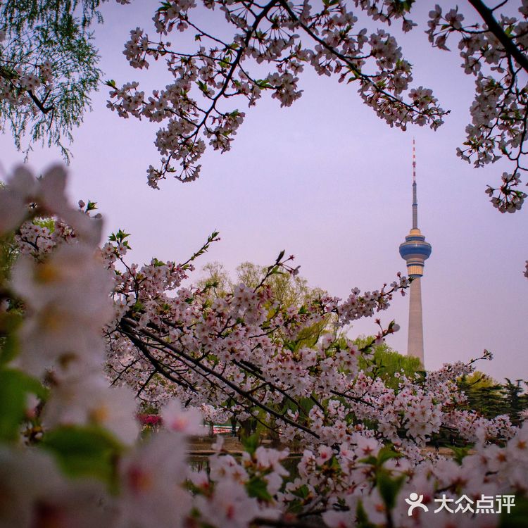 独享玉渊潭樱花🌸🌸,这份攻略请收好