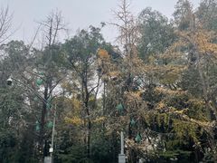 -成都市活水公园