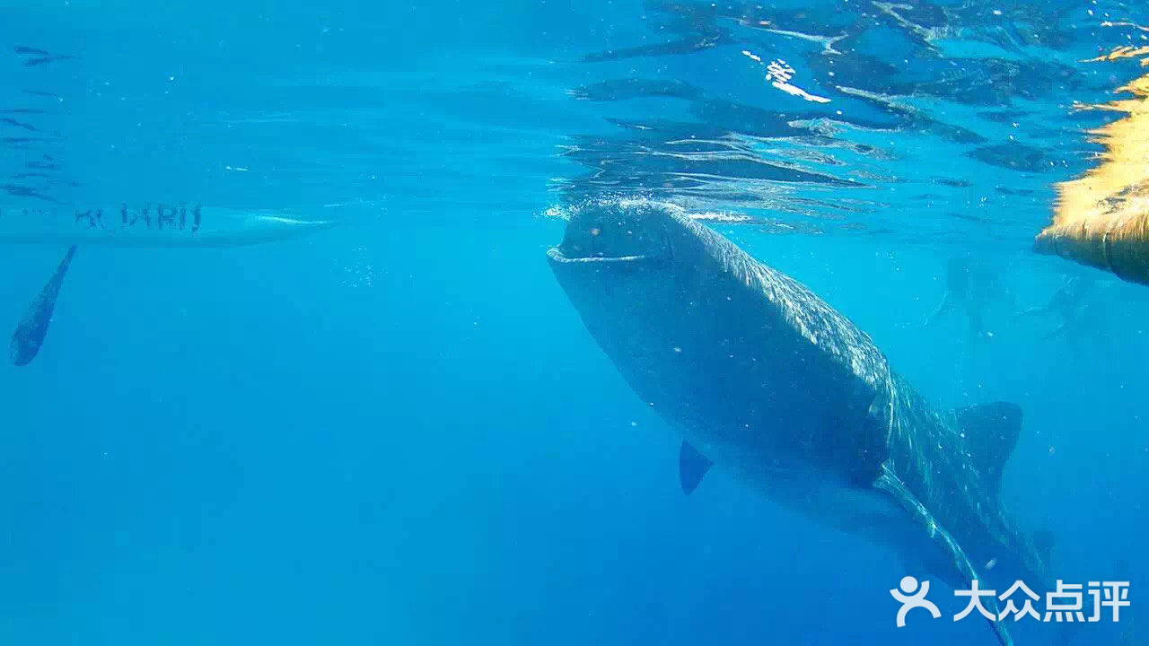 与鲸鲨共舞