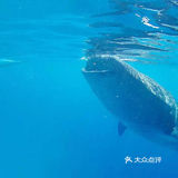 与鲸鲨共舞