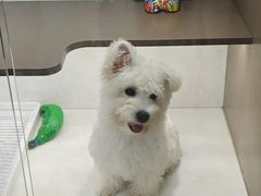 -翊宠yipet猫狗购宠庄园