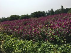 -广州花之恋城堡酒店