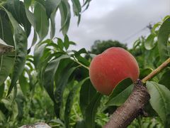 -老袁家蜜桃农场·阳山水蜜桃