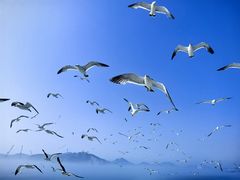 -海驴岛(荣成市)